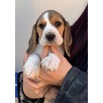 Cuccioli di Beagle - Foto n. 3