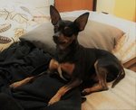 Pinscher Maschio per Accoppiamento - Foto n. 1