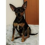 Pinscher Maschio per Accoppiamento - Foto n. 2