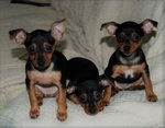 Pinscher Maschio per Accoppiamento - Foto n. 3