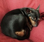 Pinscher Maschio per Accoppiamento - Foto n. 4