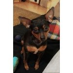 Pinscher Maschio per Accoppiamento - Foto n. 5