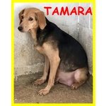 Tamara Adozione D'amore o Aiuti per Farla Visitare