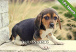 Cuccioli di Beagle Maschi e Femmine - Foto n. 2