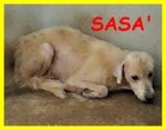 Sasa' Adozione Urgente o Aiuto Simil Labrador Sofferente in un Box - Foto n. 1