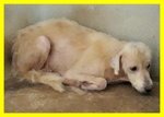 Sasa' Adozione Urgente o Aiuto Simil Labrador Sofferente in un Box - Foto n. 2