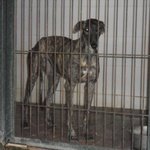 🐶 Levriero femmina in adozione a Milano (MI) e in tutta Italia da associazione animali