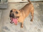 Pit bull Femmina 2 Anni, Tyra, in Adozione!!!