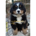 Bovaro del Bernese Cuccioli con Pedigree