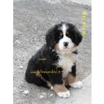 Bovaro del Bernese Cuccioli con Pedigree - Foto n. 2