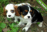 Cavalier King - Foto n. 1