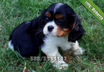 Cavalier King - Foto n. 2