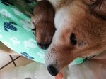 Cucciolotte Shiba Inu - Foto n. 5