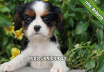 Cavalier King - Foto n. 3