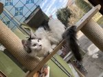 Bellissima Cucciola di Maine Coon - Foto n. 3