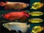 Disponibili Arowana