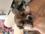 Cuccioli di jack Russell Terrier - Foto n. 4