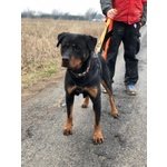 Zoe, Giovane Rottweiler