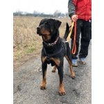 Zoe, Giovane Rottweiler - Foto n. 4