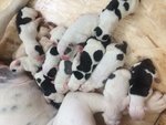 Vendo Cuccioli di Bulldog Americano - Foto n. 1