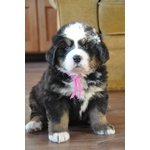 Bellissimi Cuccioli di Bovaro del Bernese - Foto n. 2