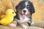 Bellissimi Cuccioli di Bovaro del Bernese - Foto n. 3