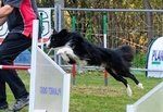 Border Collie - Foto n. 6