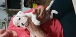 Cucciolo di Boxer Disponibile con Pedigree Enci - Foto n. 1