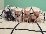 Cuccioli di Chihuahua - Foto n. 1