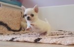 Cuccioli di Chihuahua - Foto n. 2
