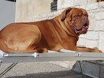 🐶 Dogue De Bordeaux maschio in adozione a Padova (PD) e in tutta Italia da privato