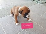 Cuccioli di Boxer Puri - Foto n. 2