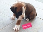 Cuccioli di Boxer Puri - Foto n. 3