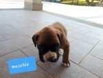 Cuccioli di Boxer Puri - Foto n. 5