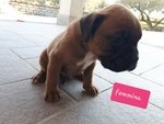 Cuccioli di Boxer Puri - Foto n. 7