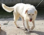 Holly, Spinone Bianco Dagli Occhi Verdi