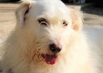 Holly, Spinone Bianco Dagli Occhi Verdi - Foto n. 2