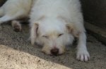 Holly, Spinone Bianco Dagli Occhi Verdi - Foto n. 4