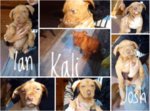 Kali e i suoi 6 Cuccioli Pitbull