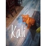 Kali e i suoi 6 Cuccioli Pitbull - Foto n. 8