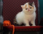 exotic shorthair