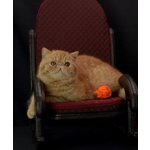 Exotic Shorthair - Foto n. 5