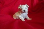 Cuccioli di Maltese con Pedigree Enci - Foto n. 3