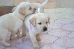 Cuccioli di Labrador