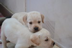 Cuccioli di Labrador - Foto n. 2