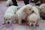 Cuccioli di Labrador - Foto n. 4