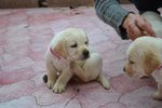 Cuccioli di Labrador - Foto n. 5