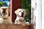 Cuccioli di Labrador - Foto n. 9