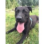 Stich, Incrocio Pitbull dal Cuore D’oro - Foto n. 6