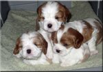 Cavalier king Cucciolo